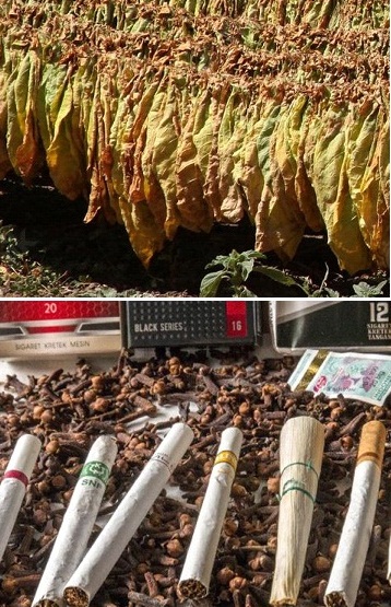 Alger Alger Centre Autre Autre Tobacco leaf